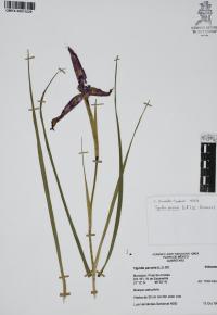 Tigridia pavonia image